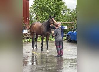 Oldenbourg, Jument, 14 Ans, 170 cm, Bai brun