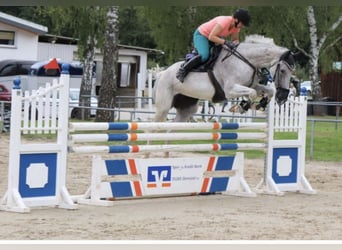 Oldenbourg, Jument, 14 Ans, 170 cm, Gris moucheté