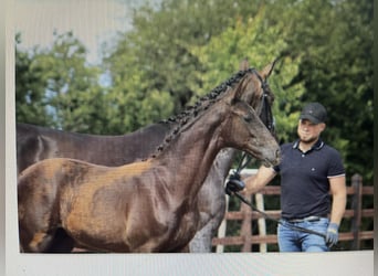 Oldenbourg, Jument, 14 Ans, 173 cm, Bai brun