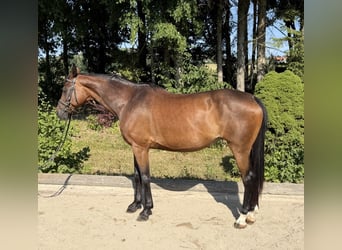 Oldenbourg, Jument, 15 Ans, 164 cm, Bai