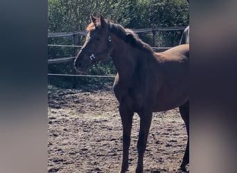 Oldenbourg, Jument, 15 Ans, 165 cm, Alezan brûlé