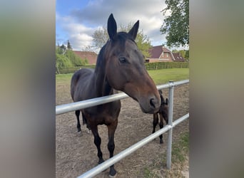 Oldenbourg, Jument, 15 Ans, 166 cm, Bai brun foncé