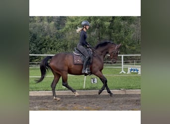 Oldenbourg, Jument, 15 Ans, 166 cm, Bai