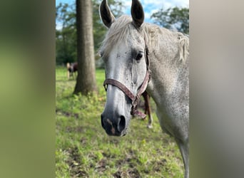 Oldenbourg, Jument, 15 Ans, 166 cm, Gris