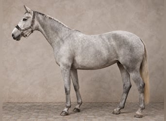 Oldenbourg, Jument, 15 Ans, 166 cm, Gris