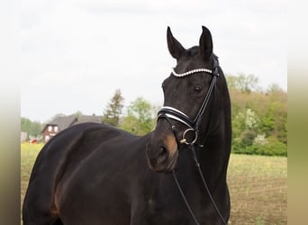 Oldenbourg, Jument, 15 Ans, 166 cm, Noir