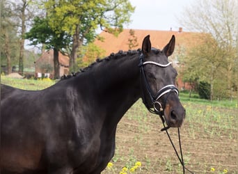 Oldenbourg, Jument, 15 Ans, 166 cm, Noir