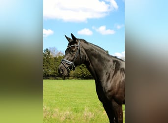 Oldenbourg, Jument, 15 Ans, 166 cm, Noir