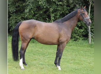 Oldenbourg, Jument, 15 Ans, 168 cm, Bai brun