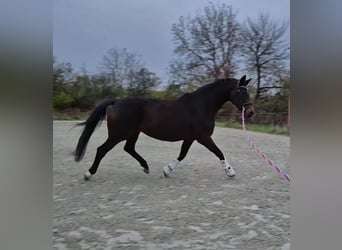 Oldenbourg, Jument, 15 Ans, 169 cm, Bai