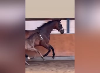 Oldenbourg, Jument, 15 Ans, 169 cm, Bai