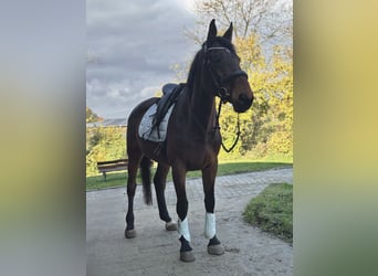 Oldenbourg, Jument, 15 Ans, 170 cm, Bai brun