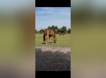 Oldenbourg, Jument, 15 Ans, 175 cm, Alezan