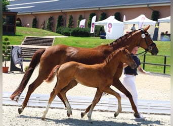 Oldenbourg, Jument, 16 Ans, 169 cm, Alezan brûlé