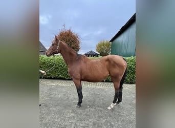 Oldenbourg, Jument, 16 Ans, 169 cm, Bai