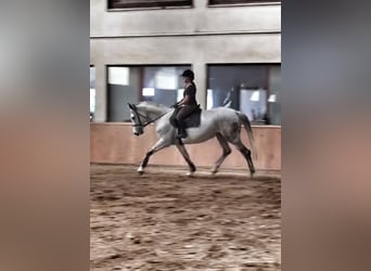 Oldenbourg, Jument, 16 Ans, 169 cm, Gris