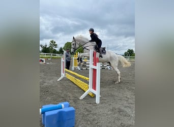 Oldenbourg, Jument, 16 Ans, 169 cm, Gris