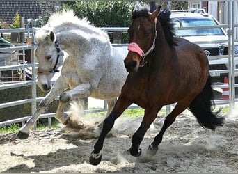 Oldenbourg, Jument, 16 Ans, 169 cm, Gris