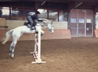 Oldenbourg, Jument, 16 Ans, 169 cm, Gris