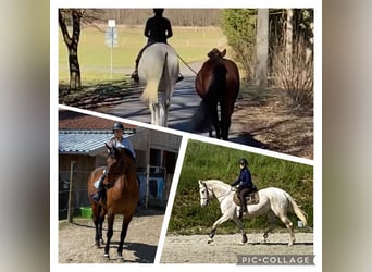 Oldenbourg, Jument, 16 Ans, 169 cm, Gris