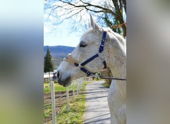 Oldenbourg, Jument, 16 Ans, 169 cm, Gris