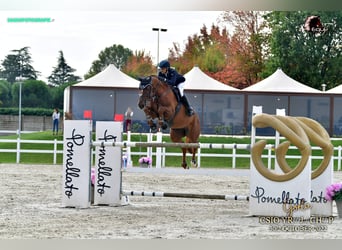 Oldenbourg, Jument, 16 Ans, 170 cm, Alezan