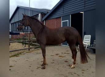 Oldenbourg, Jument, 17 Ans, 164 cm, Alezan brûlé