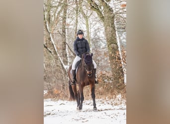 Oldenbourg, Jument, 17 Ans, 165 cm, Bai brun