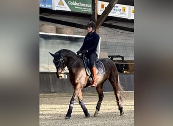 Oldenbourg, Jument, 17 Ans, 165 cm, Bai brun