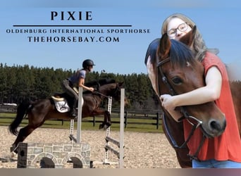 Oldenbourg, Jument, 17 Ans, Bai cerise