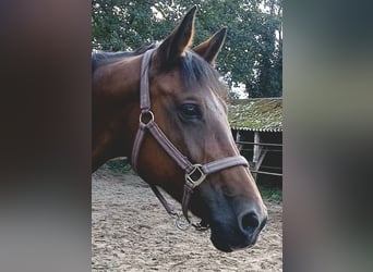 Oldenbourg, Jument, 18 Ans, 160 cm, Bai