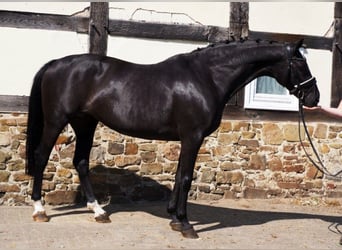 Oldenbourg, Jument, 18 Ans, 166 cm, Noir