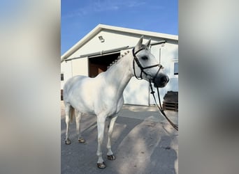 Oldenbourg, Jument, 18 Ans, 169 cm, Blanc