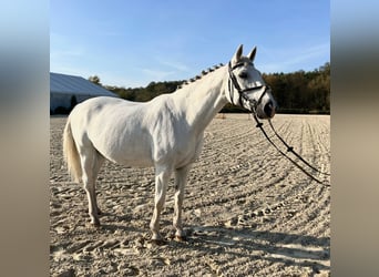 Oldenbourg, Jument, 18 Ans, 169 cm, Blanc