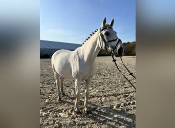 Oldenbourg, Jument, 18 Ans, 169 cm, Blanc