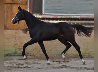 Oldenbourg, Jument, 18 Ans, 170 cm, Bai