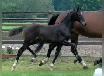 Oldenbourg, Jument, 18 Ans, 170 cm, Bai