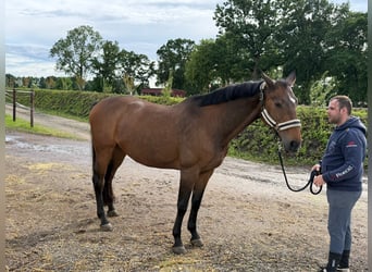 Oldenbourg, Jument, 19 Ans, 167 cm, Bai