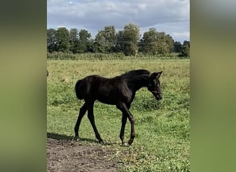 Oldenbourg, Jument, 1 Année, 170 cm, Bai brun foncé