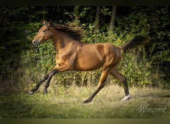 Oldenbourg, Jument, 1 Année, 170 cm, Bai