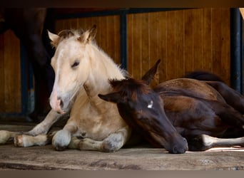 Oldenbourg, Jument, 1 Année, 170 cm, Noir