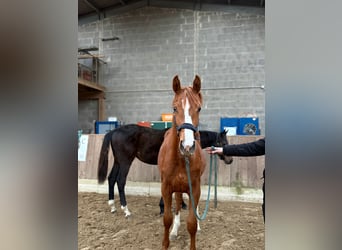 Oldenbourg, Jument, 1 Année, Alezan