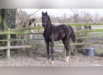 Oldenbourg, Jument, 1 Année, Bai brun