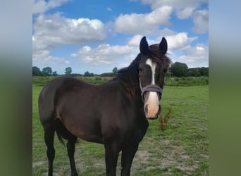 Oldenbourg, Jument, 1 Année, Bai brun