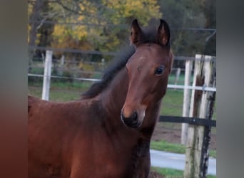 Oldenbourg, Jument, 1 Année, Bai