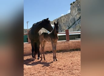 Oldenbourg, Jument, 1 Année, Noir