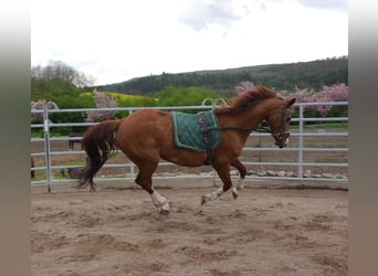 Oldenbourg, Jument, 20 Ans, 165 cm, Alezan