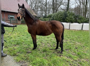 Oldenbourg, Jument, 20 Ans, Bai brun