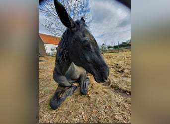 Oldenbourg, Jument, 24 Ans, 173 cm, Noir