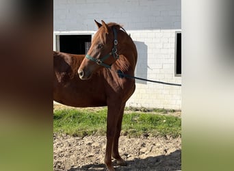 Oldenbourg, Jument, 2 Ans, 156 cm, Alezan